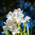 Un bouquet de lauriers blancs capté en pleine lumière, avec un magnifique bokeh bleuté en arrière-plan. L’élégance simple de la flore varoise mise en valeur à deux pas du Château de Grimaud.