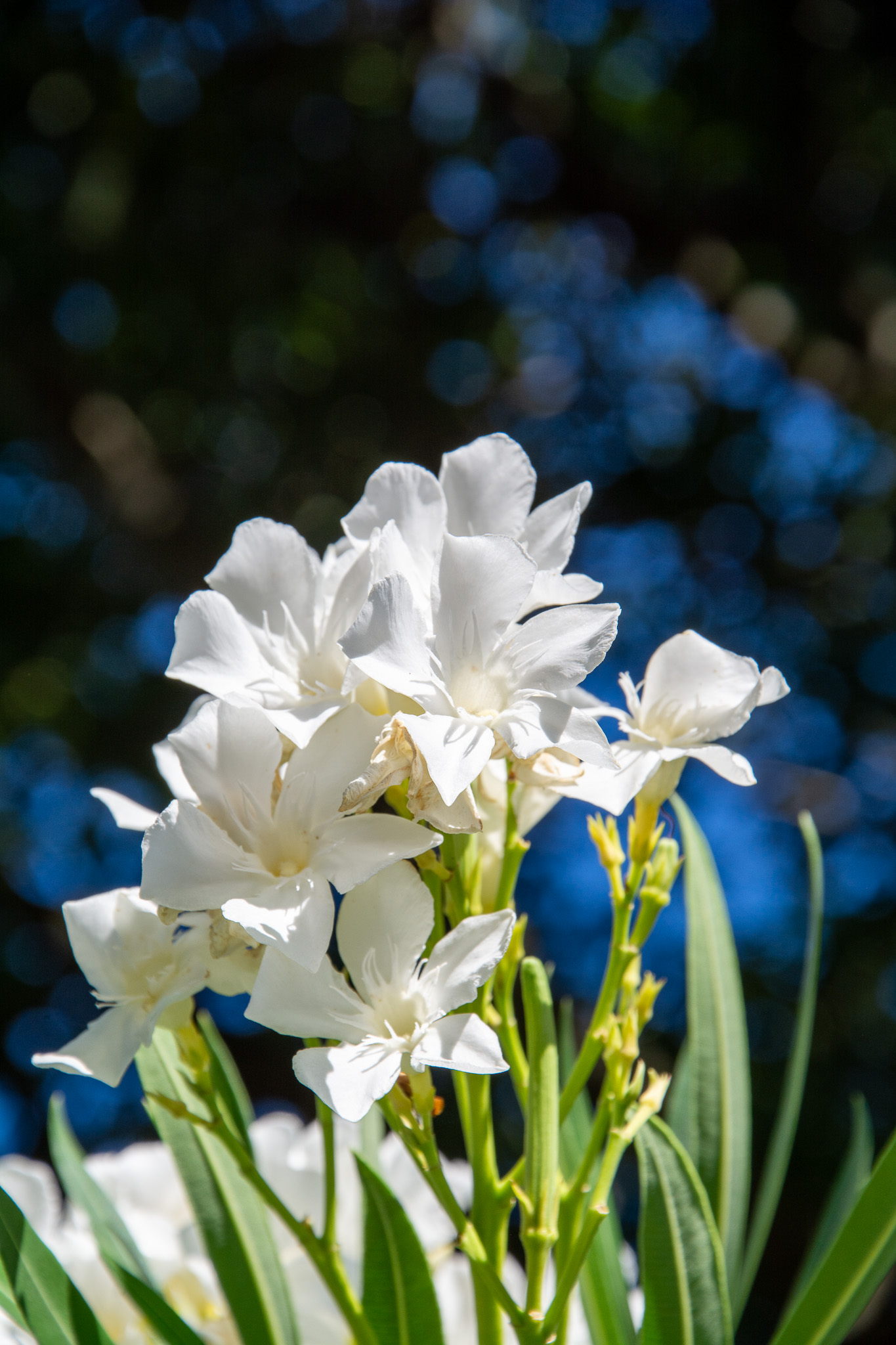 Un bouquet de lauriers blancs capté en pleine lumière, avec un magnifique bokeh bleuté en arrière-plan. L’élégance simple de la flore varoise mise en valeur à deux pas du Château de Grimaud.