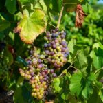 Grappes de raisin aux teintes allant du vert au violet, accrochées à une vigne baignée de lumière estivale en Provence. Cette photographie met en valeur la richesse visuelle du terroir viticole du Var, en pleine période de véraison.